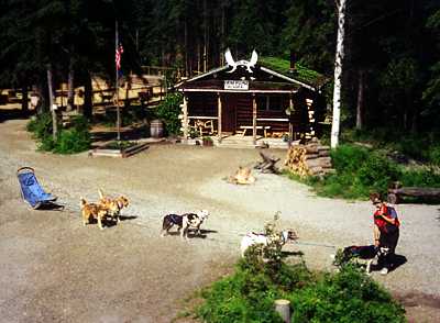 Sled Dogs