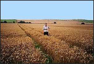 Barley Field