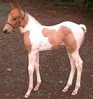 MULAN AS A BABY