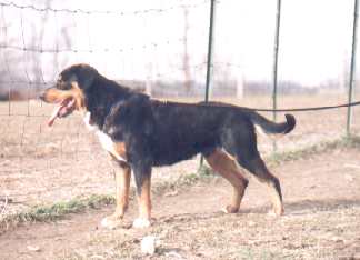 bork.jpg (10281 bytes)