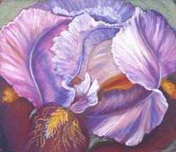 32_iris_in_purple