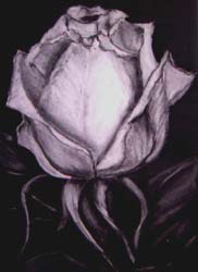 50_Rose