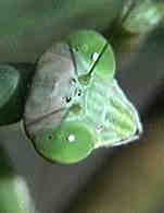 [MANTIS MUSIC logo or cameo]