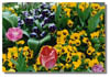 FLOWER~1