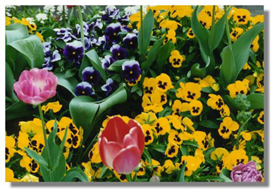 FLOWER~1