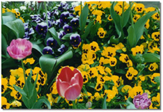 TULIPG~1