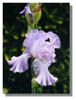 LILAC2~1