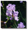 LILAC2~2