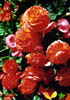 REDFKW22