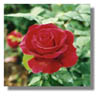 REDROSE