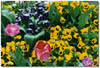 TULIPG~1