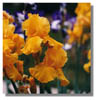 YELLOW~1