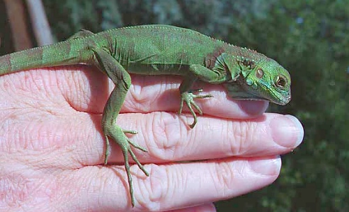 Iguana Size Chart