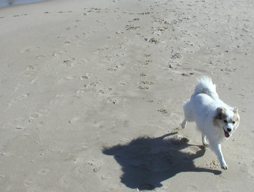 White dog running